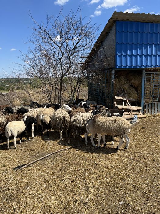 Бараны дорперы 75% живым весом