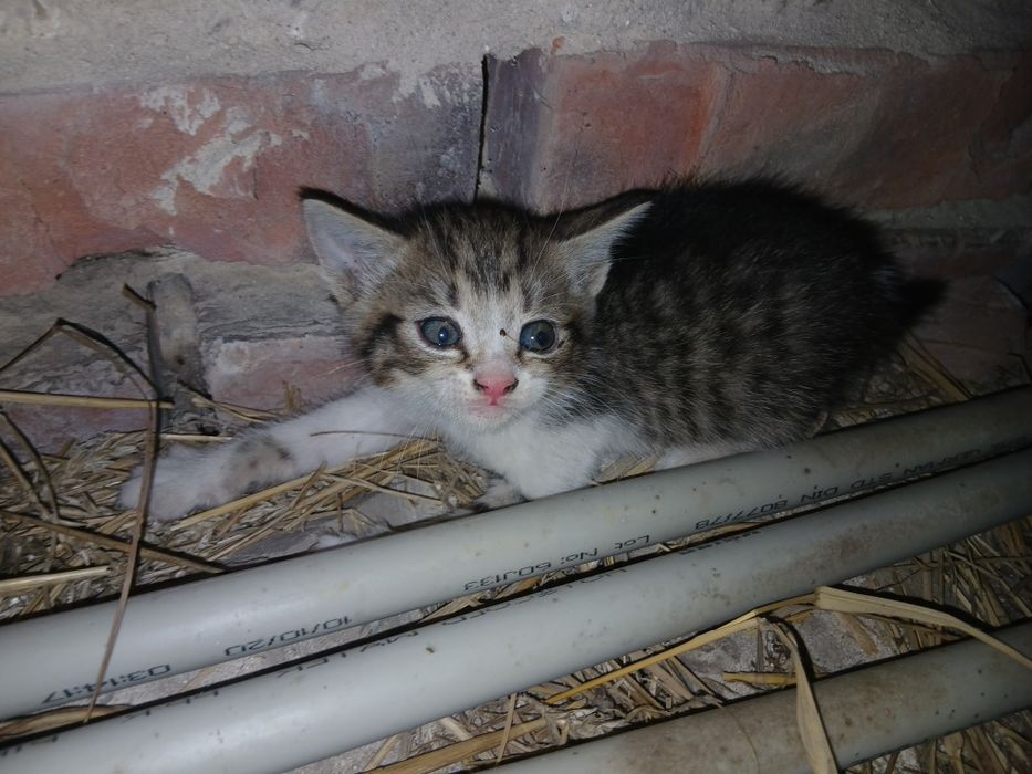 Кошинята в добрі руки