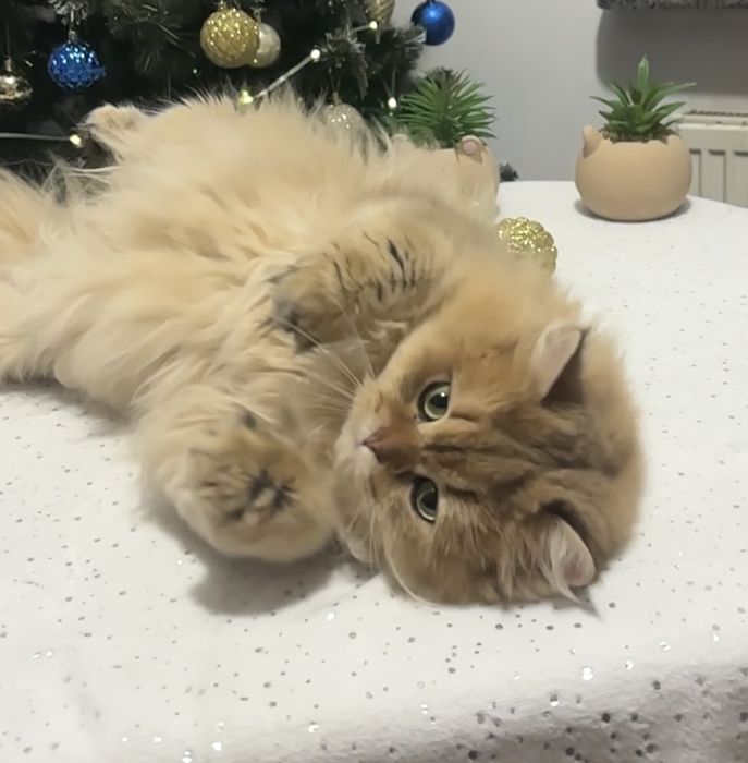 Дуже красивий хлопчик золота шиншила