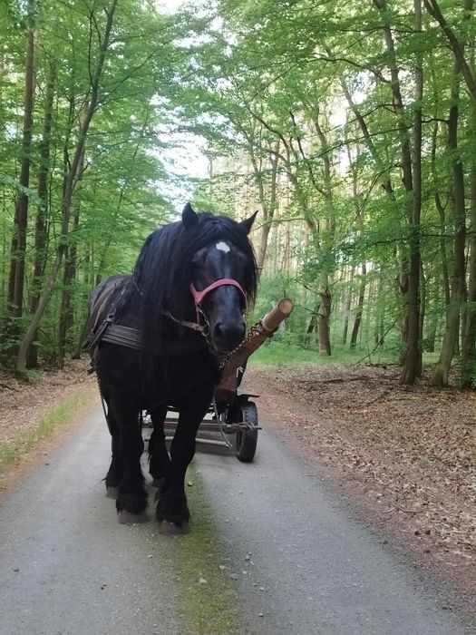 Sprzedam źrebaki i klacze