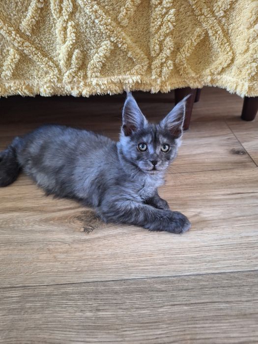 Mainecoon czarna dymna koteczka