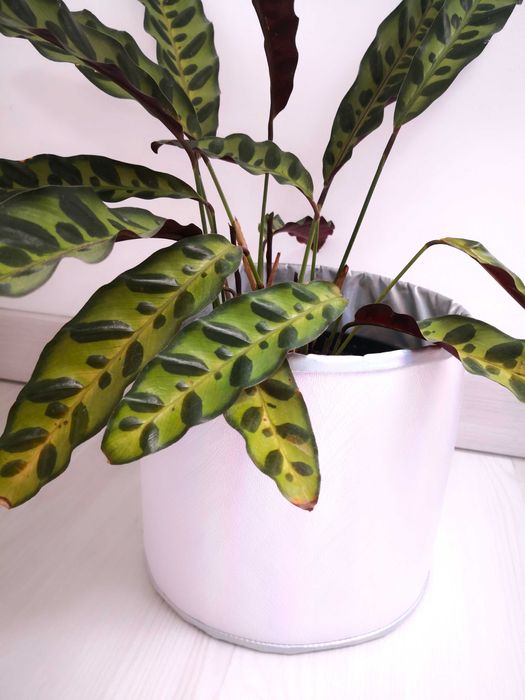 osłonka na doniczkę / roślinę DEKOROLKA Studio Imbi pastele glamour