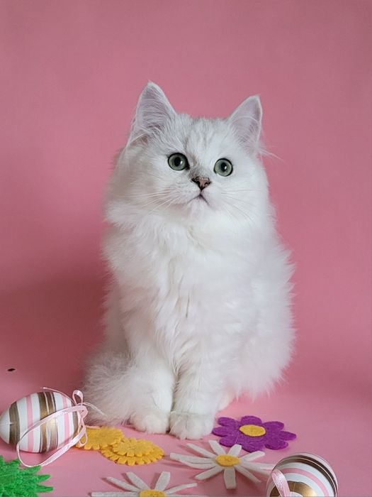 Британська дівчинка срібляста шиншила