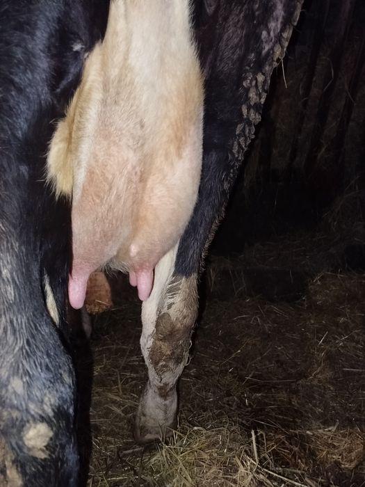 Продам молоду молочну Корову