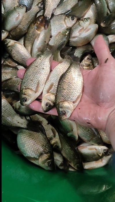 Живець карась в наявності живець