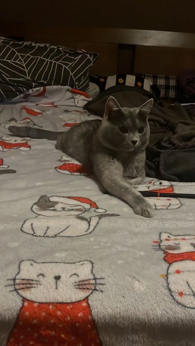 Пропоную для злучки неймовірно красивого котика Дима!