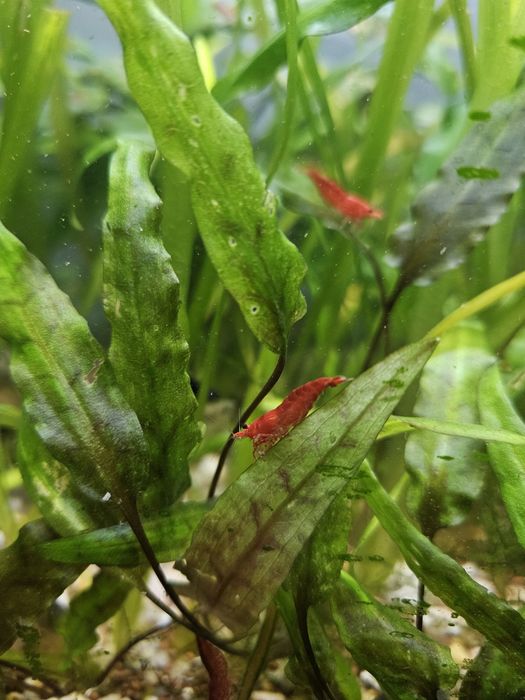 15 camaroes adultos Red Cherry