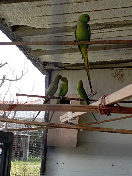 Vendo 2 casais de Ring Nekes verdes