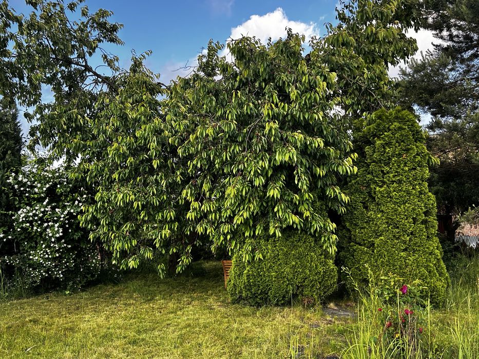 Sprzedam działkę ROD Czeladź