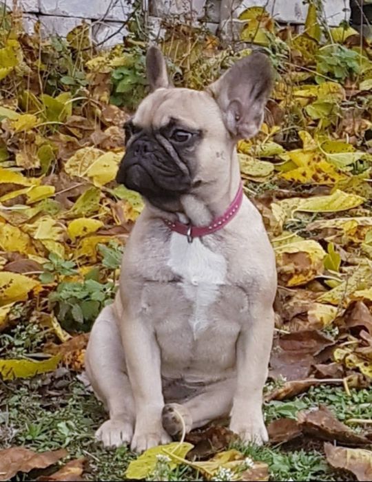 Французкий бульдог девочка