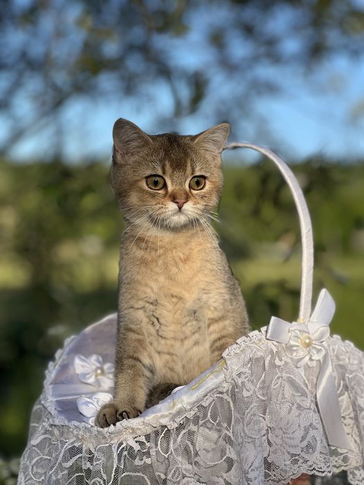 Котик Тікірована Шиншила