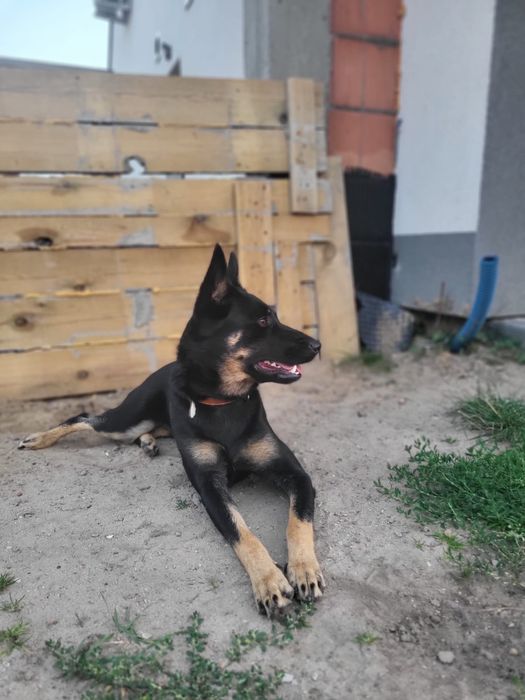 Sunia pilnie szuka domu