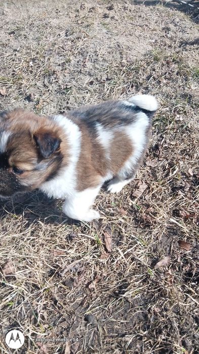 Цуценята Безскоштовно