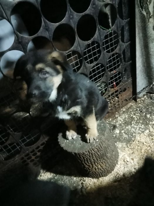 Цуценята німецьких вівчарок