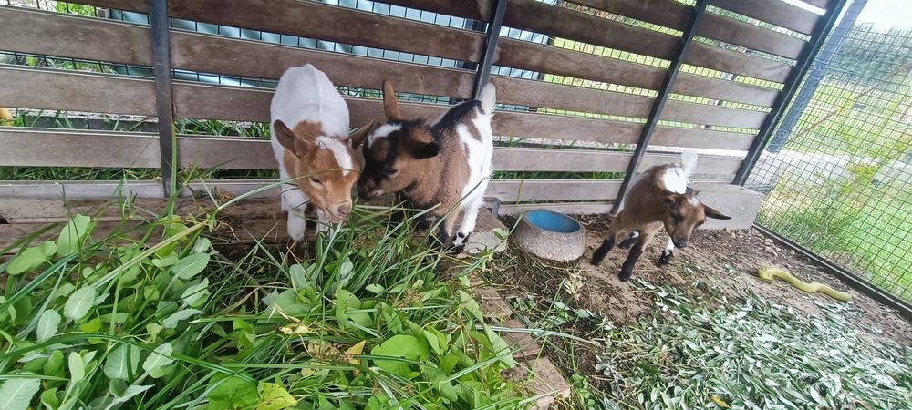 Cabras micro anãs