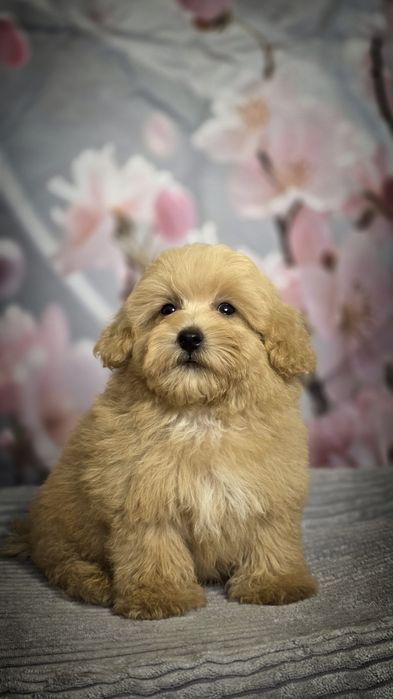 Mini XXS karmelowy chłopiec Maltipoo