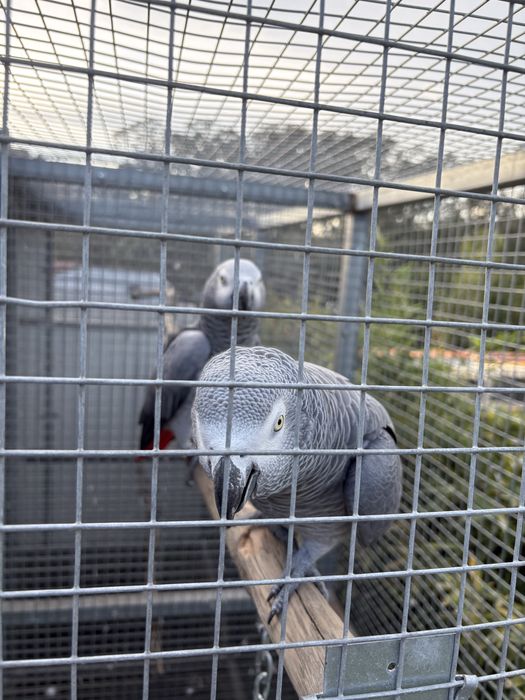 Casal de cinzentos 3 anos