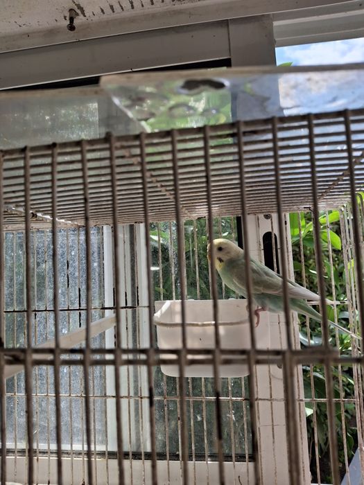 Aves de bico curvo