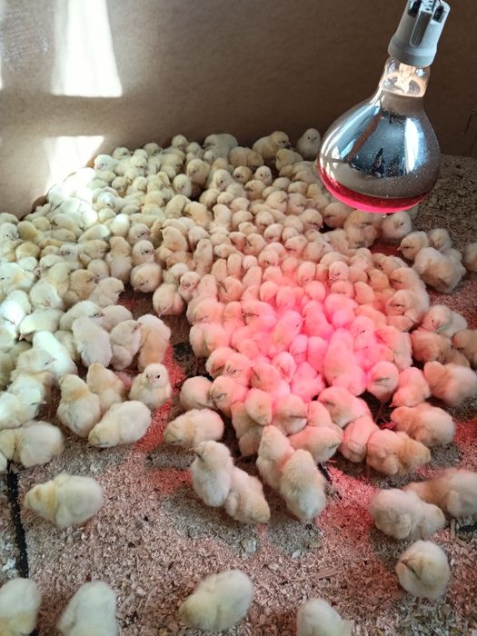 Продаж курчат  бройлерів. Беру  замовлення, привожу під заказ Ще буде качка, індик, гуска Кого цікавить дзвоніть по телефону 0505685506 Микола.