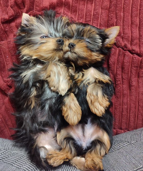 Йорки.Йопкширський тер'єр