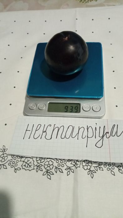 Черенки плодових дерев