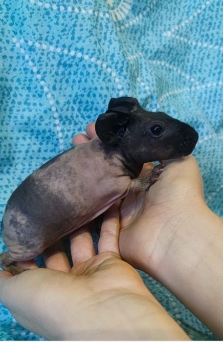 Продается свинка скинни