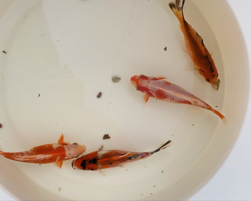 Karp Koi Kometa  -Ryba do Oczka Wodnego