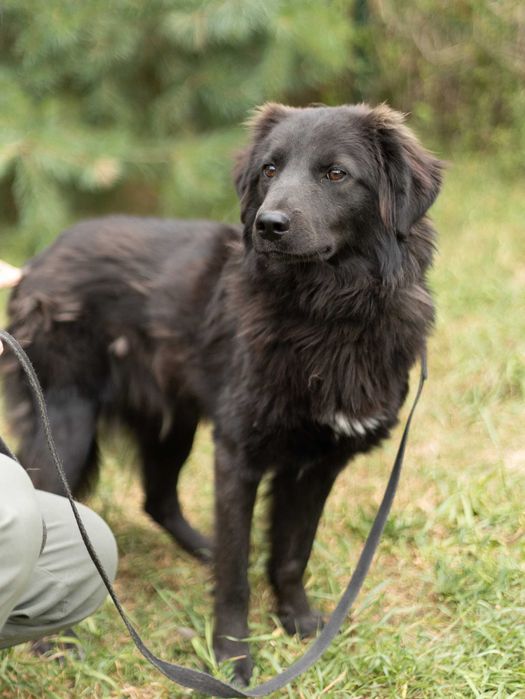 Piesek do adopcji MANGO