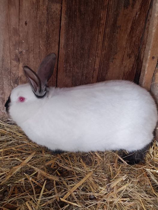 Sprzedam królika samca kc