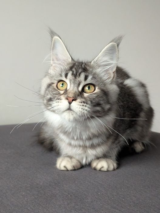 Kotka czarny klasyk Maine Coon. Opcja hodowlana .Zapraszamy
