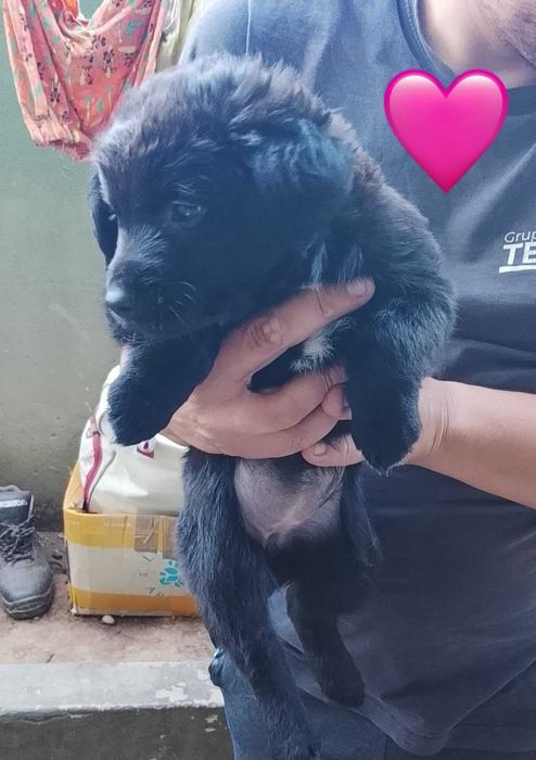Cães bebés para adoção responsável
