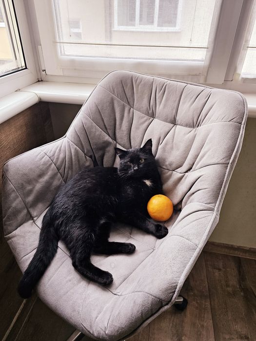 Кіт Матвій шукає господаря.