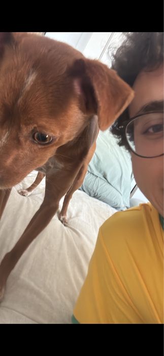 Petsitting e dogwalking