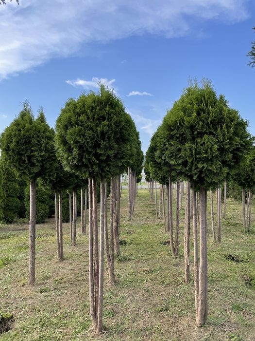 Tuja kula na pniu 250cm PRODUCENT‼️