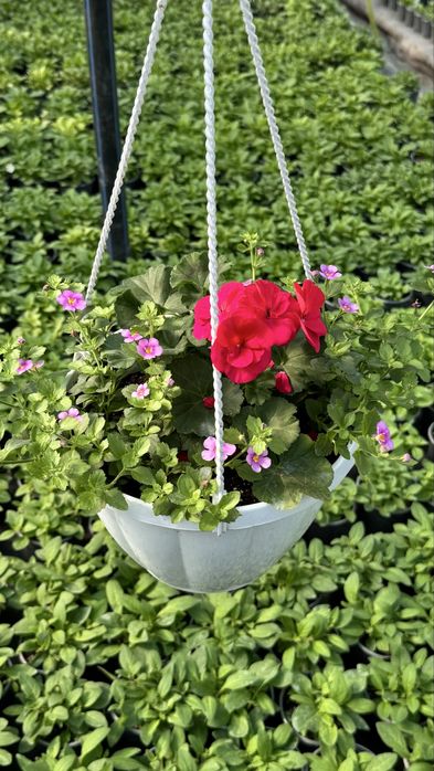 Пеларгонія, герань