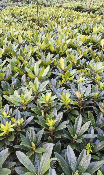 Rhododendron Różanecznik
