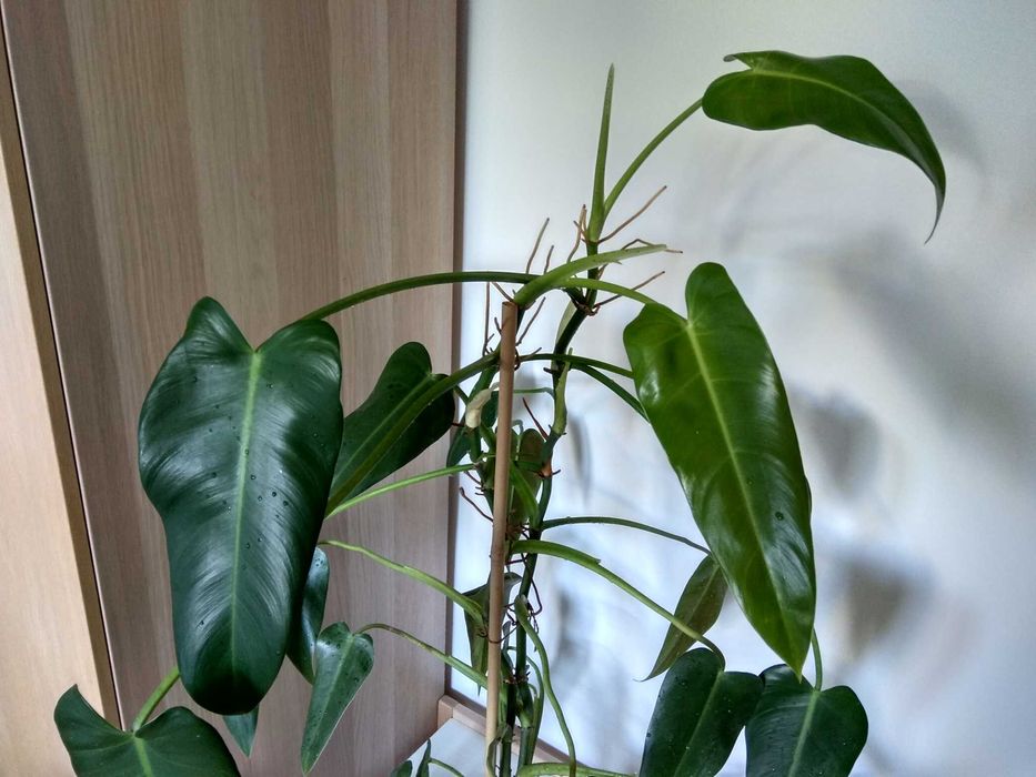 Duży filodendron - wysokość ok. 120 cm