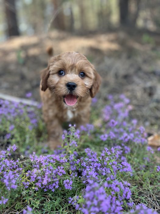 Кавапу (Cavapoo) хлопчик