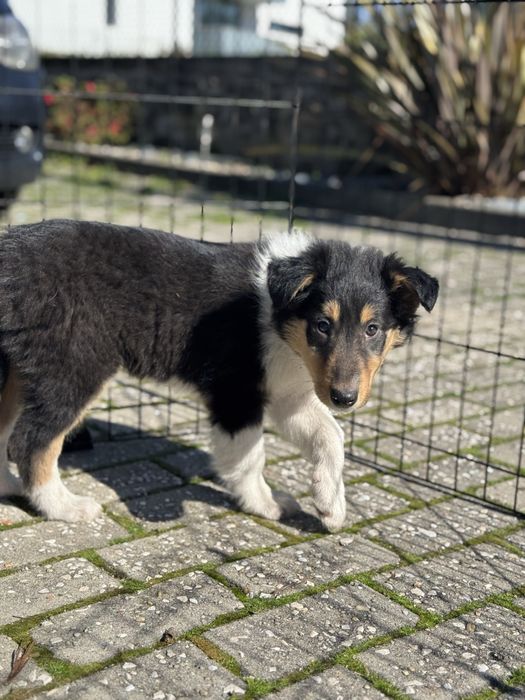 Rough Collie / Lassie
