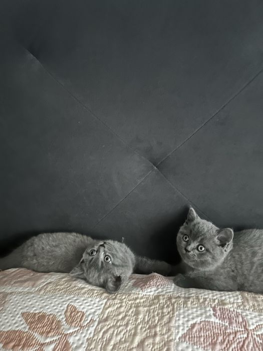Шотланські кошенята