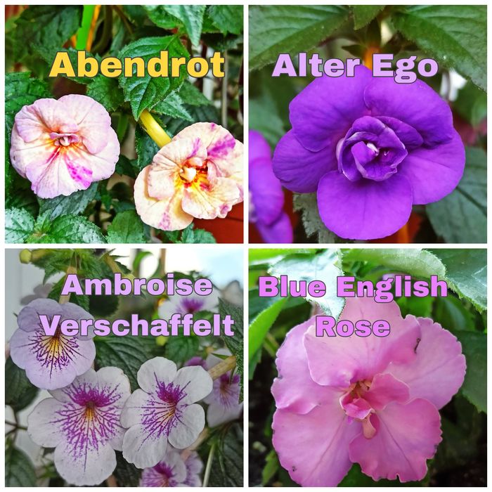 Ризоми ахіменесів