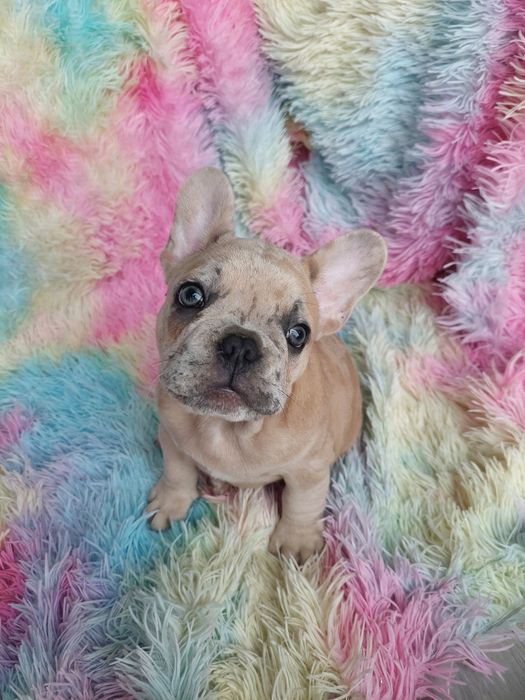 Buldog francuski lilac fawn merle Rocky