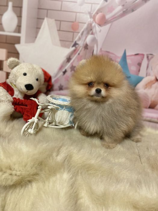 Малыш померанский шпиц! Кукольный мальчик!
