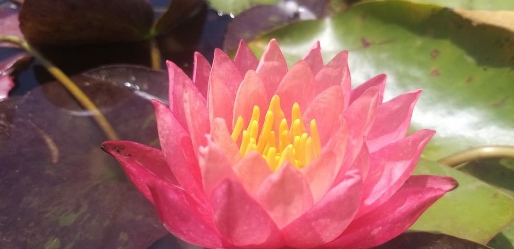 Carpas Koi  coloridas   Promoçao de Nenufares  diversas cores   outono