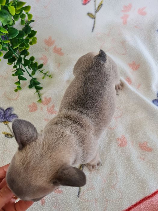 Excelente menina Bulldog Frances de Qualidade
