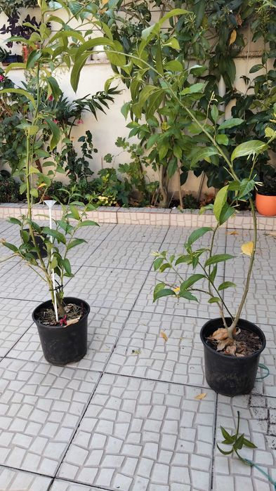 Planta Dama da noite perfumada (cestrum)