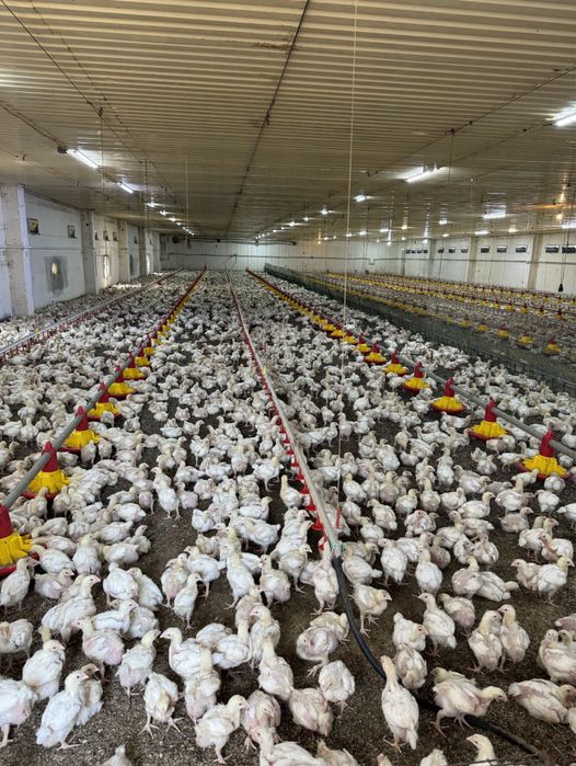 Продам помещение с. Голубовка