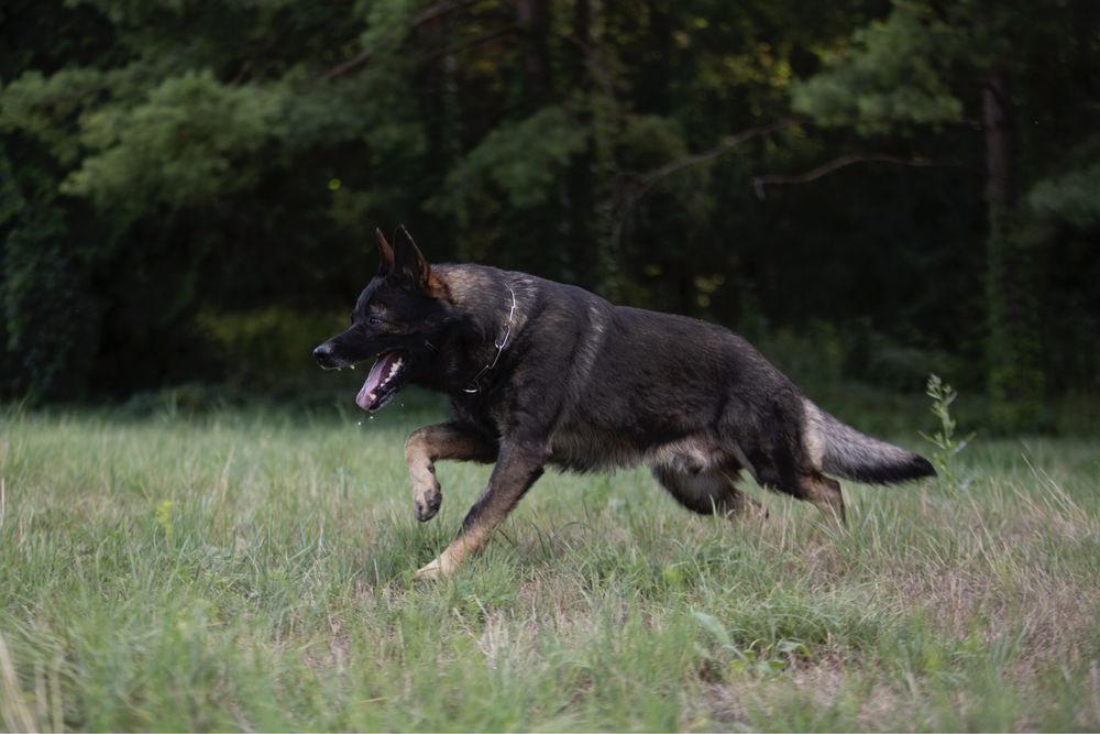 вязка; HD;ED зонарний кобель Німецька Вівчарка робочого розведення КСУ