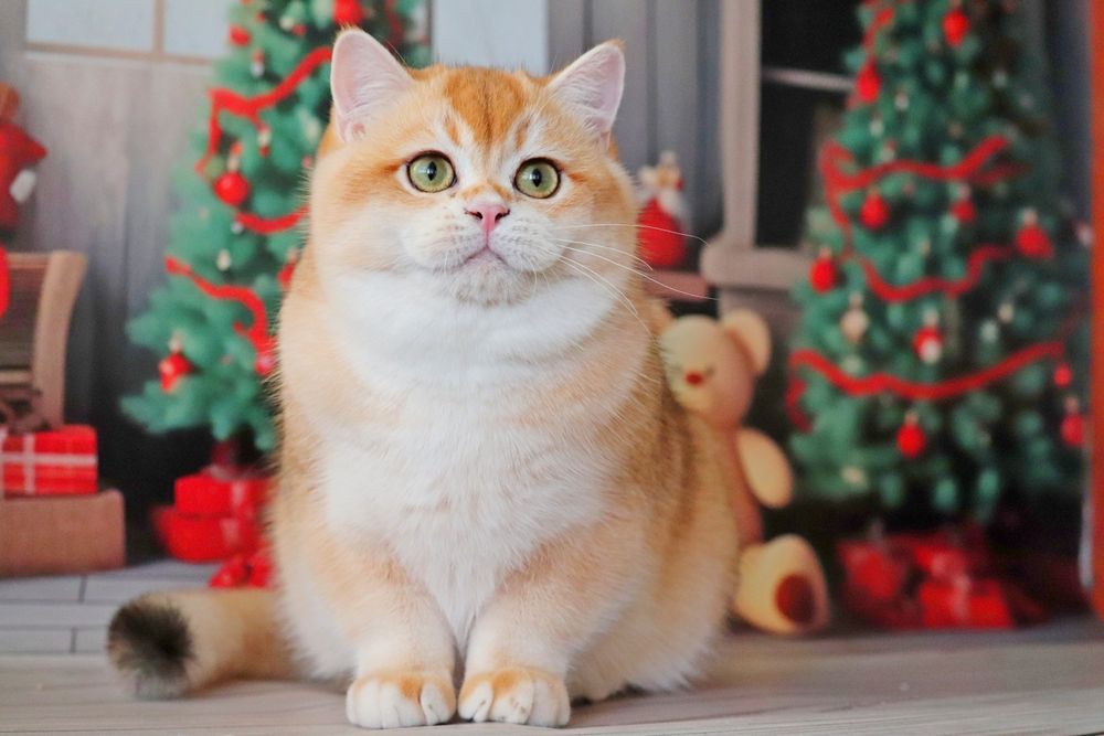 Куинси мальчик золотая шиншилла