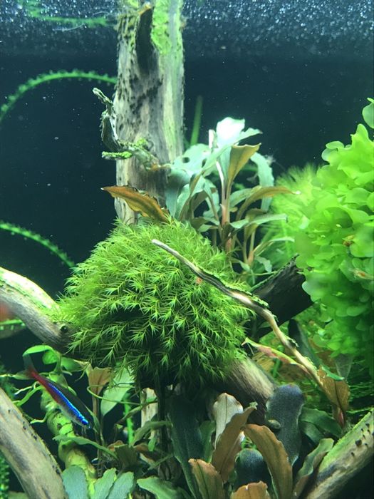 moss Fissidens fontanus(Мох Феникс )